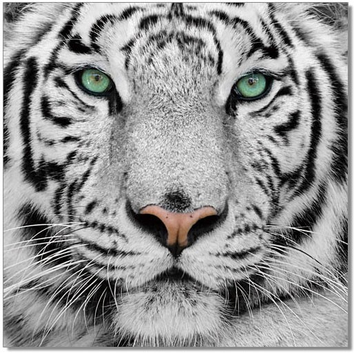 White Tiger Staredown Wall Print