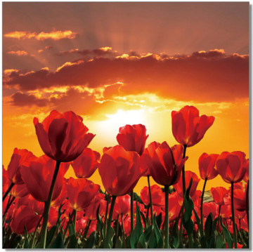 Field of Tulips Wall Print