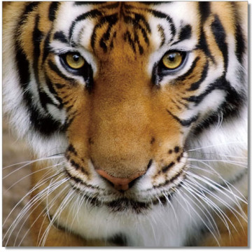 Tiger Eyes Wall Print