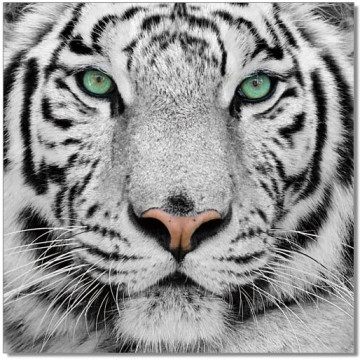 White Tiger Staredown Wall Print